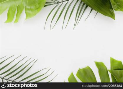 top view thin plant with monstera leaves copy space