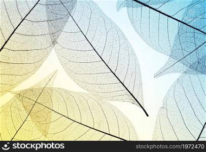 top view translucent leaves with colored hue. High resolution photo. top view translucent leaves with colored hue. High quality photo