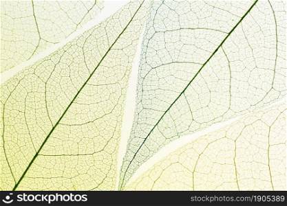 top view transparent leaves. Beautiful photo. top view transparent leaves