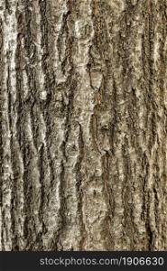 top view tree bark. High resolution photo. top view tree bark. High quality photo