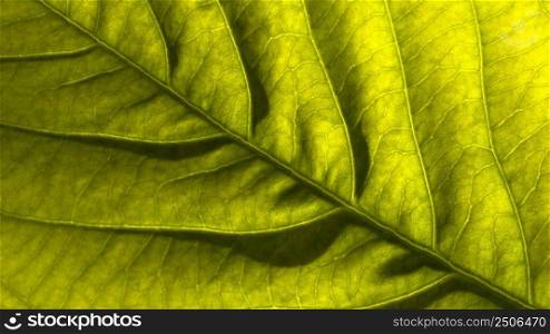 top view tropical leaf