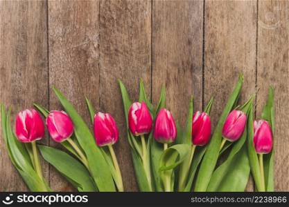 top view tulips row