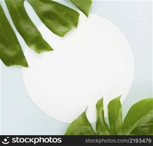 top view two monstera leaves with copy space