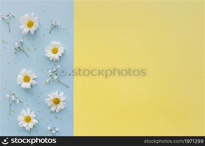 top view white daisy flowers baby s breath flowers dual background. High resolution photo. top view white daisy flowers baby s breath flowers dual background. High quality photo