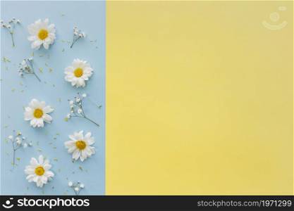 top view white daisy flowers baby s breath flowers dual background. High resolution photo. top view white daisy flowers baby s breath flowers dual background. High quality photo