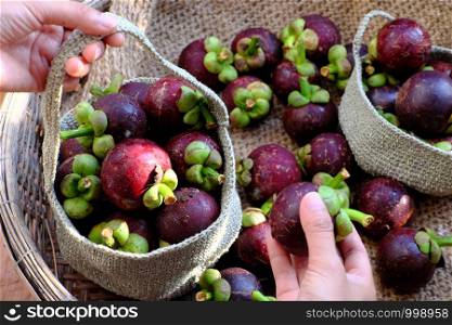 Top view woman hand selection fresh Mangosteen or Mangostana Garcinia for the handbag, kind of seasonal Vietnamese tropical fruit that juicy, delicious, rich vitamin with violet hard rind