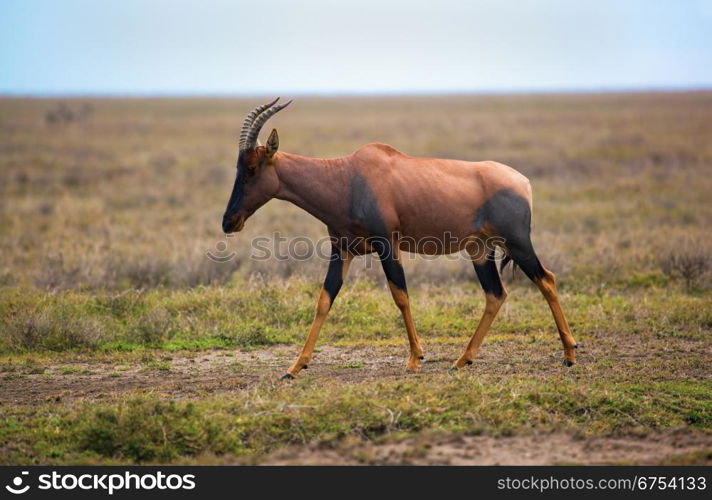 Topi, a grassland antelope on savanna in Africa. Safari in Serengeti, Tanzania