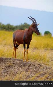 Topi Antelope, Kenya, Africa