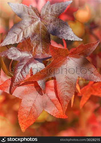 Topic autumn, colourful acer leafs. Beautiful coloured acer leafs during the autumn season