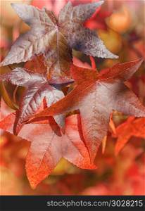 Topic autumn, colourful acer leafs. Beautiful coloured acer leafs during the autumn season