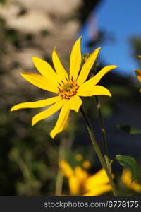 topinambur flowers