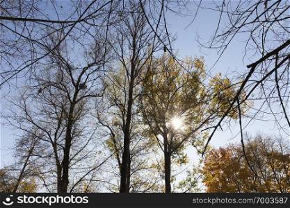 tops of bare deciduous trees in the autumn season, but some trees hang yellowed beautiful foliage. trees in the autumn season