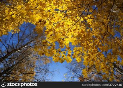Tops of beautiful autumn trees on blue sky background