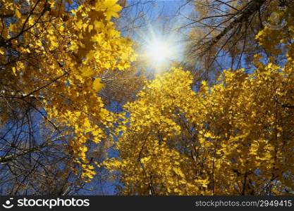 Tops of beautiful yellow trees and sun on the autumn sky