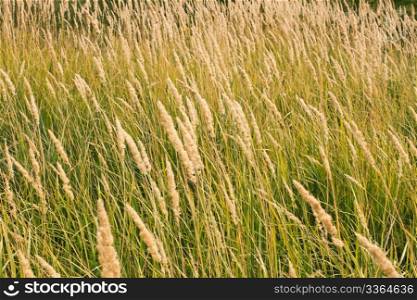 Tops of dry cereal weeds, fine herbal texture