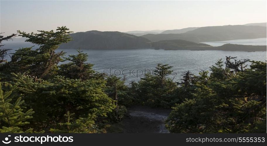 Tops of evergreens along coastline, Skerwink Trail, Trinity, Trinity Bay, Bonavista Peninsula, Newfoundland And Labrador, Canada
