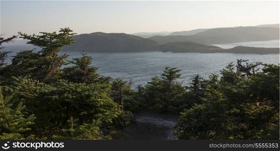 Tops of evergreens along coastline, Skerwink Trail, Trinity, Trinity Bay, Bonavista Peninsula, Newfoundland And Labrador, Canada