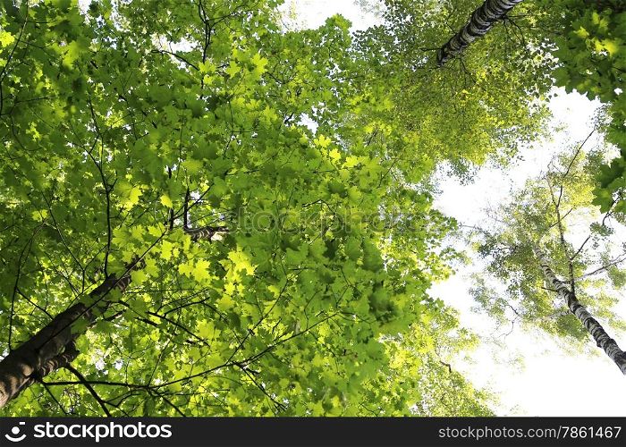 Tops of green summer trees on sky background
