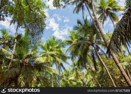 Tops of palm trees against the blue sky