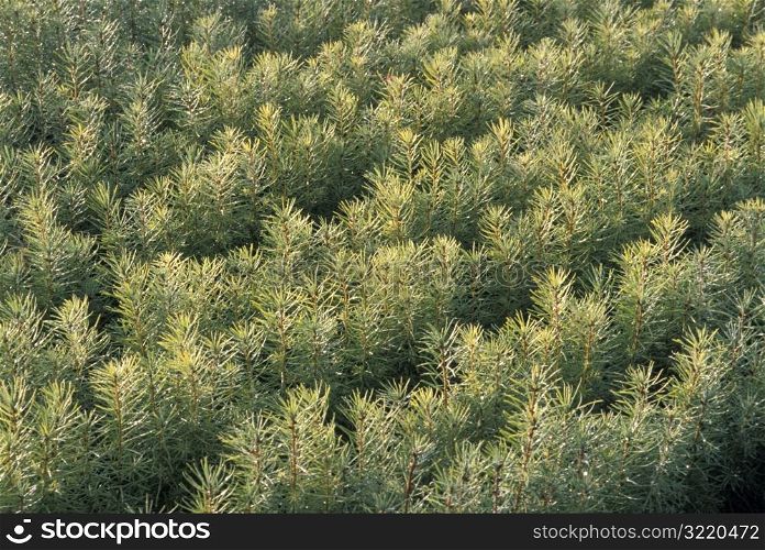 Tops of Pine Trees in a Tree Farm