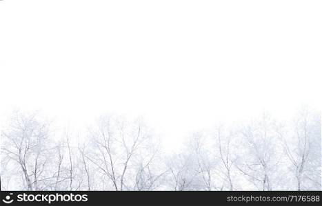 Tops of snow-covered trees against a cloudy sky. Winter landscape and background.