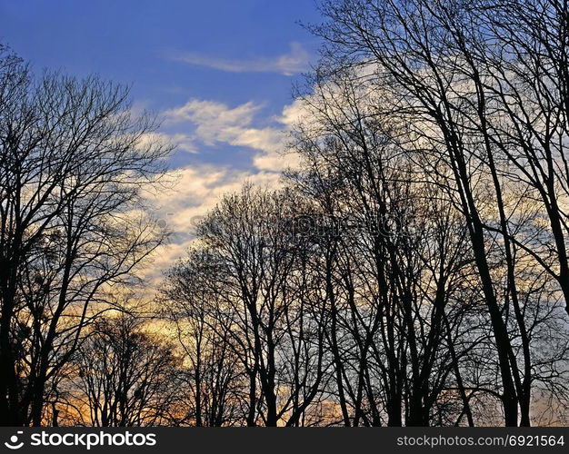 Tops of trees on the background of evening sky in the springtime