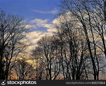 Tops of trees on the background of evening sky in the springtime