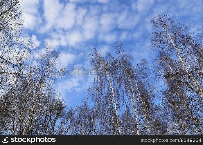 Tops of winter birches against a blue sky with white clouds