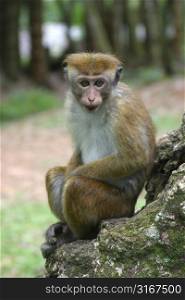 Toque macaque sitting and looking in a botanical garden in Sri Lanka