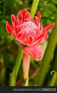torch ginger against lush tropical growth