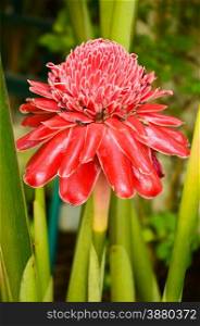 torch ginger against lush tropical growth