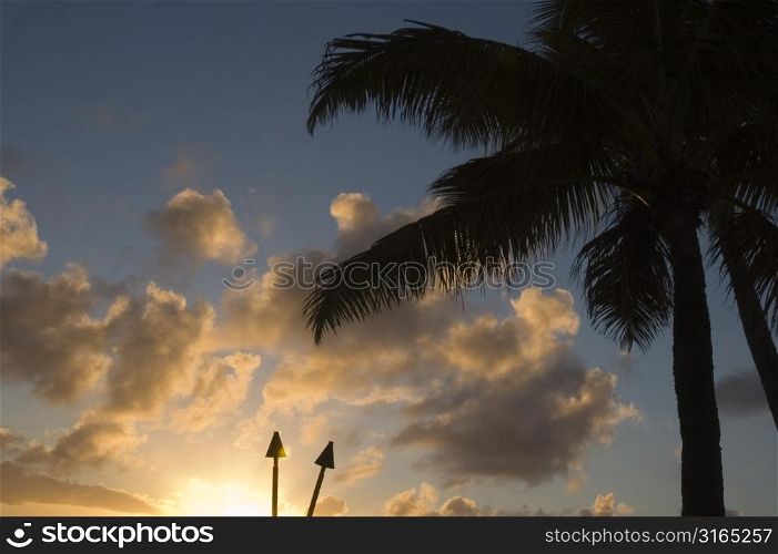 Torches, Palms and Sky