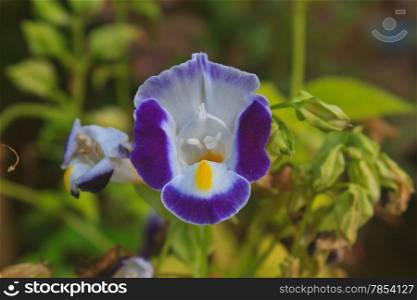 Torenia or Wishbone flowers, Bluewings in the garden or nature park