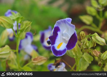 Torenia or Wishbone flowers, Bluewings in the garden or nature park