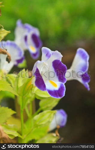 Torenia or Wishbone flowers, Bluewings in the garden or nature park