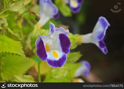 Torenia or Wishbone flowers, Bluewings in the garden or nature park