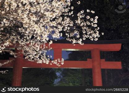 Torii gate and Cherry tree