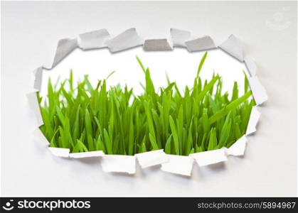 Torn paper with grass