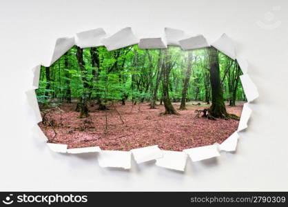 Torn paper with trees through the hole