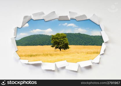 Torn paper with trees through the hole