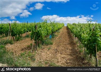 Torres Vedras Portugal. 18 May 2017.View of a vine field inTorres Vedras.Torres Vedras, Portugal. photography by Ricardo Rocha.