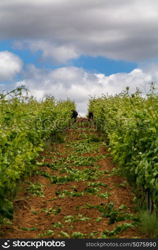 Torres Vedras Portugal. 18 May 2017.View of a vine field inTorres Vedras.Torres Vedras, Portugal. photography by Ricardo Rocha.