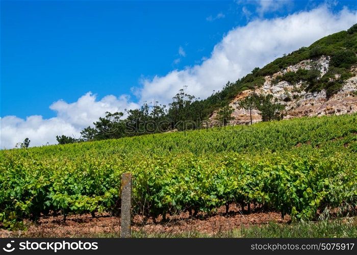 Torres Vedras Portugal. 18 May 2017.View of the vine fields inTorres Vedras.Torres Vedras, Portugal. photography by Ricardo Rocha.