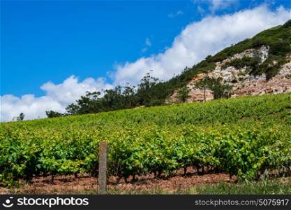 Torres Vedras Portugal. 18 May 2017.View of the vine fields inTorres Vedras.Torres Vedras, Portugal. photography by Ricardo Rocha.
