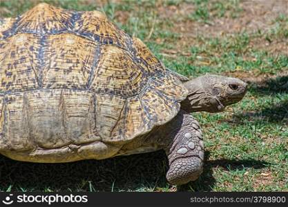tortoise carapace with large