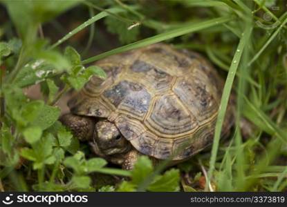 Tortoise in a Tuscan Garden, Italy