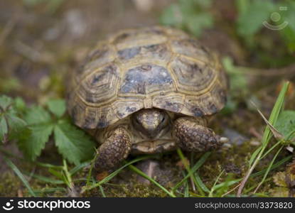 Tortoise in a Tuscan Garden, Italy