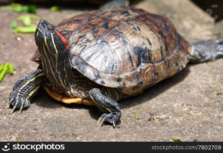 tortoise in the jade emporer pagoda in vietnam