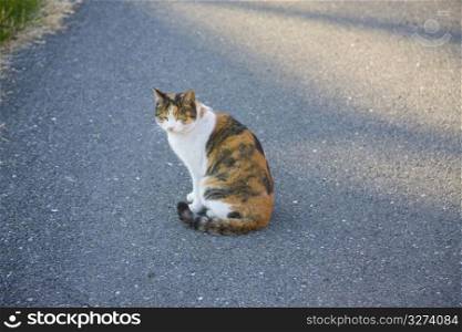 Tortoise-shell cat