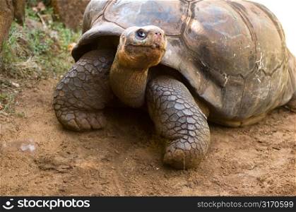 Tortoise Walking on Dirt